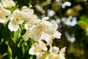 Close-up of celinda philadelphus, also called Philadelphus coronarius, on an out-of-focus background.