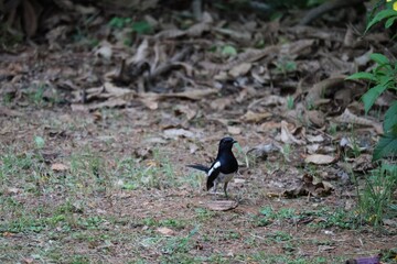 winged blackbird