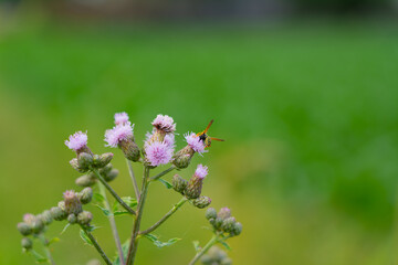 wasp on the flowers