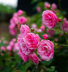Roses