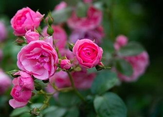 pink roses in garden