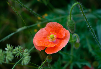 red poppy in the field