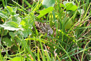 A close-up of a black and white moth, a latticed heath sitting in green grass
