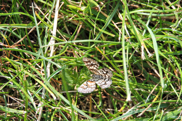 A close-up of a black and white moth, a latticed heath sitting in green grass