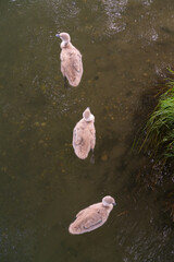 baby swans in the river