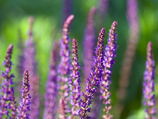 Lavendel