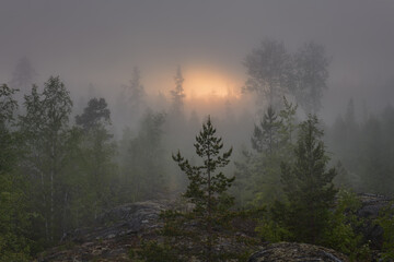 Obraz na płótnie Canvas Misty forest and the fading sun on the rocks