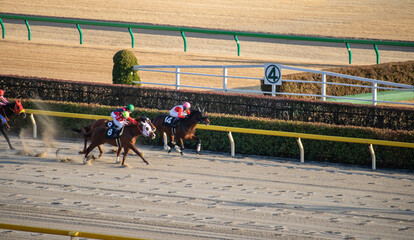 競馬　東京競馬場　ゴール前直線