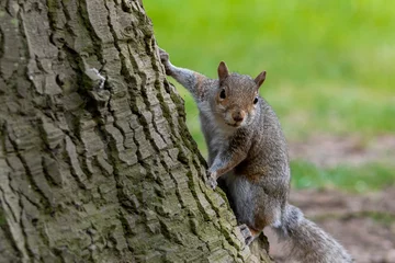 Foto op Canvas A portrait of a common grey squirrel looking at the camera © Oliver