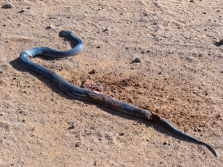 Red-bellied black snake