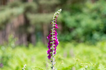 A view showing the rear of a foxglove plant's petals and flutes