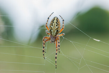  ragno foglia di quercia o ragno web ruota foglia di quercia (Aculepeira ceropegia, Walckeneaer...
