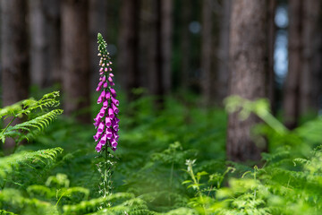 A view showing the front of a foxglove plant's petals and flutes