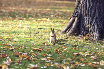 squirrel in autumn forest, wildlife animal portrait