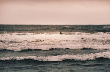 Fototapeta premium surfer lying on his board awaits a good wave in the ocean