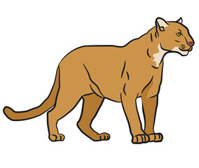 drawing illustration of the wild mountain lion