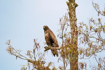 Impressive buzzard, buteo buteo, sitting on a branch in the spring with copy space. Dominant bird of prey is observing on a branch. Feathered animal with white and brown plumage. Blue sky