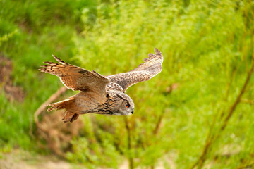 Eagle Owl, flies over grass, sand and undergrowth. The bird of prey seen from the side. The wings spread wide