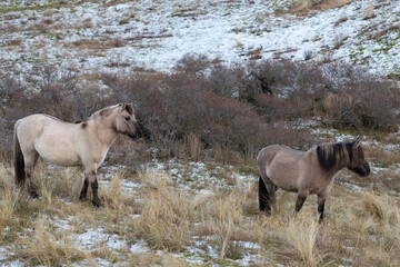 Wild Konik horses in South Kennemerland National Park