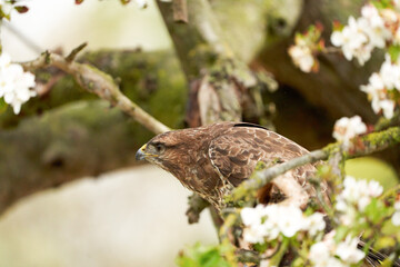 Close-up of a buzzard bird of prey sitting in a fruit tree. The apple tree is full of white blossom