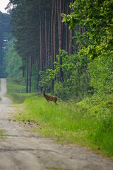Sarna w lesie przechodzi przez drogę © Piotrek J.