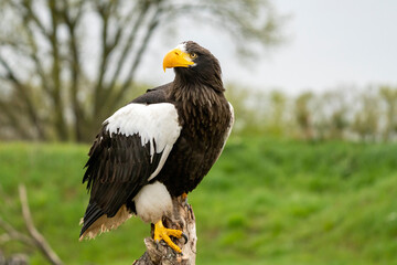 Steller's sea eagle sits on a stump against the background of sky and trees. The bird of prey looks to the left