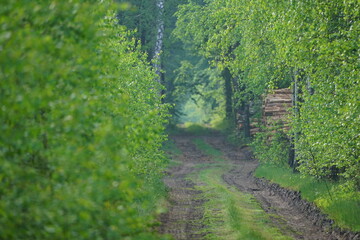 Lesna droga z zielonymi drzewami. Lato w lesie o poranku © Piotrek J.