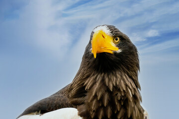 Close up of a Steller's sea eagle head. Yellow bill and eye, large nostrils. Against a blue and white sky