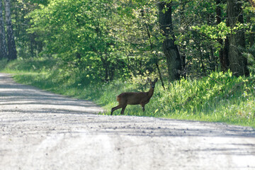 Sarna w lesie przechodzi przez drogę