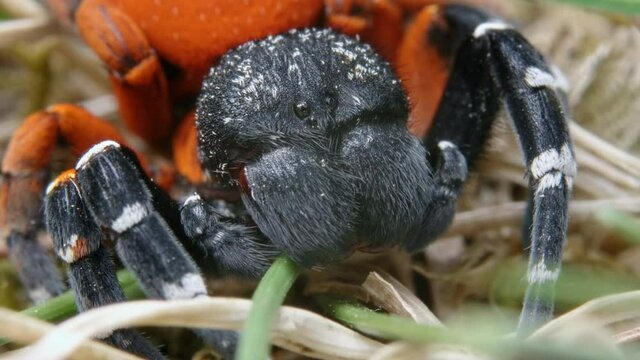 Angry red ladybird spider Eresus moravicus threatening