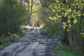 Dzikie zwierzęta przechodza przez drogę w zielonym lesie © Piotrek J.