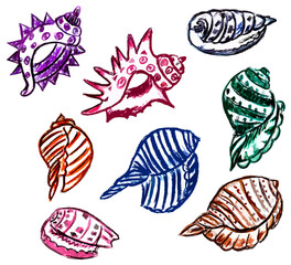 Multicolored various shells on a white background