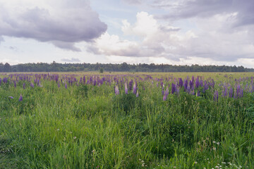 Field with purple lupins (Lupinus). Floral natural background
