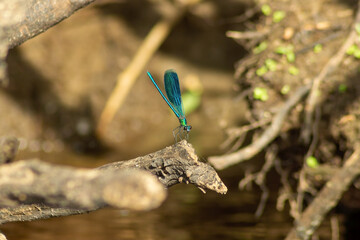 A banded demoiselle dragonfly (Calopteryx splendens) on a snag by the river.