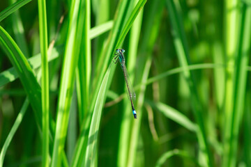 The blue-tailed damselfly or common bluetail (Ischnura elegans) on green grass