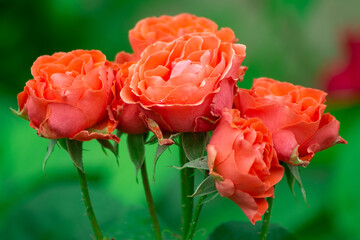 A bunch of beautiful red roses on a green background. Delicate summer flowers, shallow depth of field