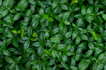 Fresh green periwinkle foliage in water drops after rain. Natural background of small leaves