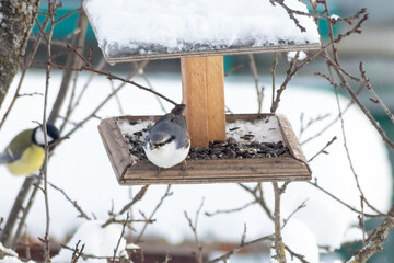 An eurasian nuthatch or wood nuthatch (Sitta europaea) took a seed from a feeder in the winter garden