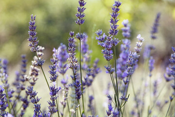 lavender in the field