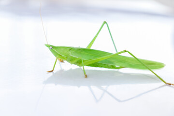 green Conehead Grasshopper