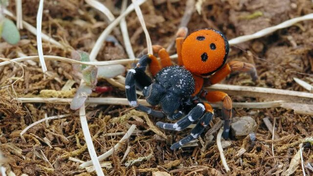Angry red ladybird spider Eresus moravicus threatening