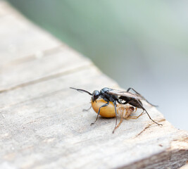 The wasp injects venom into the spider. Predator versus predator. Photography, image.