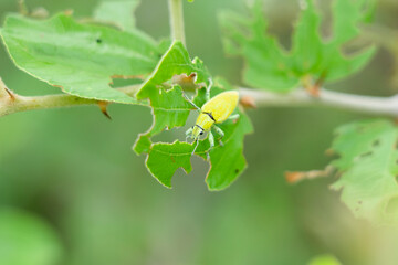 Green weevil or snout that breed on jujube trees. Green weevil or snout weevil Leaf-eating insect pests, outbreaks and methods of elimination. Insects eating the leaves. scarab
