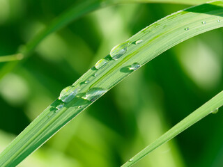 雨の雫