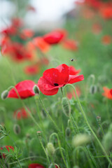 Fototapeta premium Photo of a blooming red poppy.