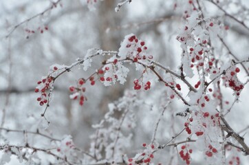 snow covered branches