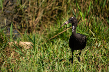 little black bird in the grass