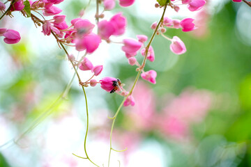 Honey bees pollinating a flower on a pink flower. Mexican creeper, blooming pink flowers on blur nature background with selectived focus