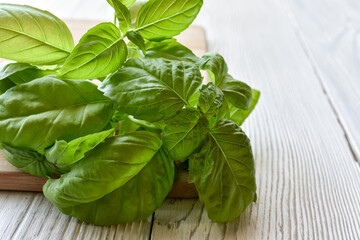 Green, fresh basil leaves on a white wooden background. Close-up.