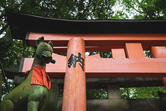 Fox kisune statue in front of orange torii gate in forest at the Fushimi Inari Taisha shrine in Kyoto, Japan